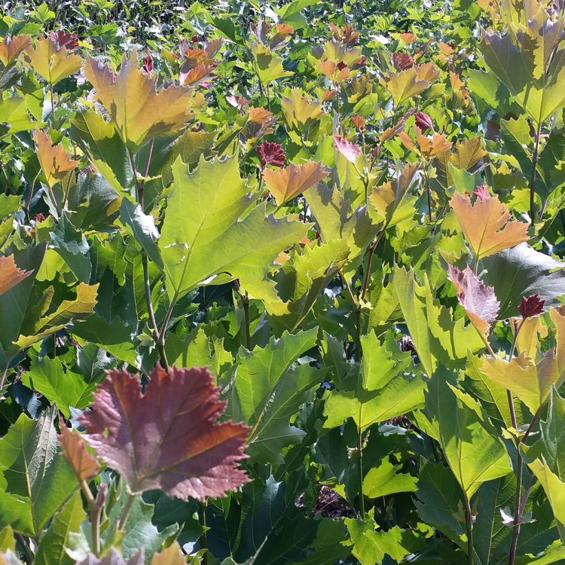 Platanus x hispanica Heijms (Foliage)