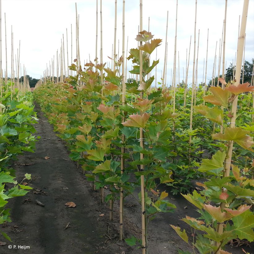 Platanus x hispanica Heijms (Plant habit)
