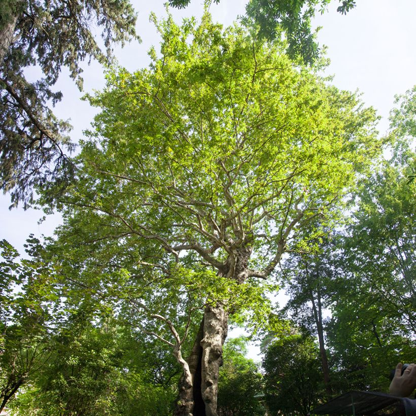 Platanus orientalis - Oriental plane (Plant habit)