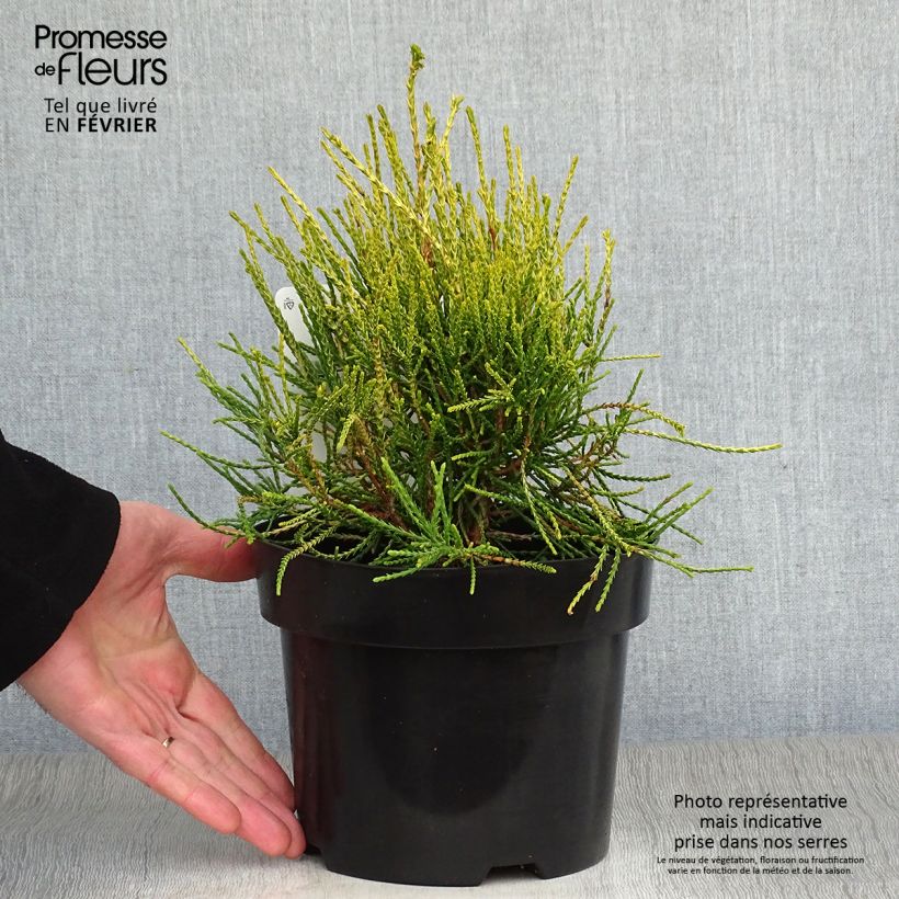 Platycladus orientalis Franky Boy 2L/3L pot sample as delivered in winter