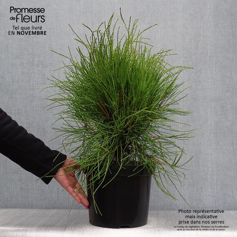 Platycladus orientalis Franky Boy 7.5L/10L pot sample as delivered in autumn