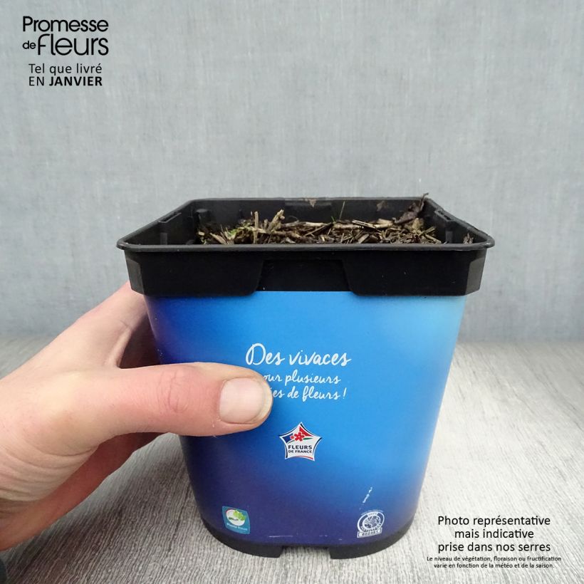 Platycodon grandiflorus Astra Blue 2L/3L pot sample as delivered in winter
