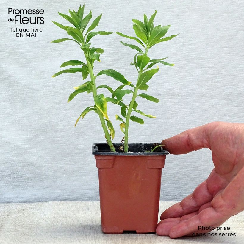 Platycodon grandiflorus Fuji White 7/8 cm pot sample as delivered in spring