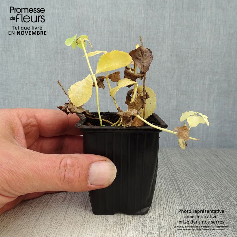 Platycodon grandiflorus Fuji White 7/8 cm pot sample as delivered in autumn