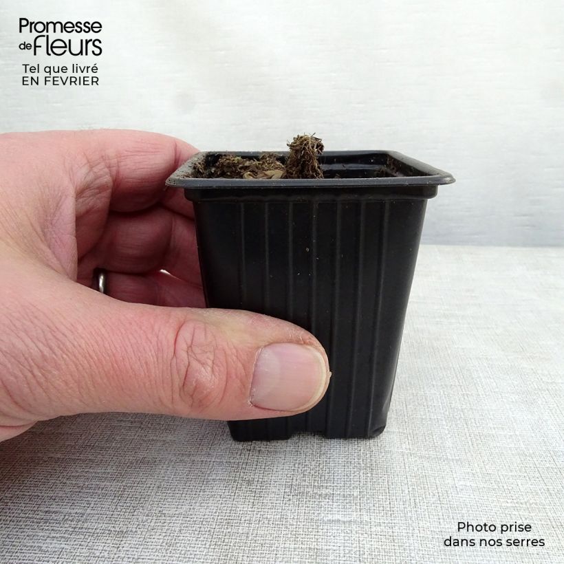 Platycodon grandiflorus Perimutterschale 7/8 cm pot sample as delivered in winter