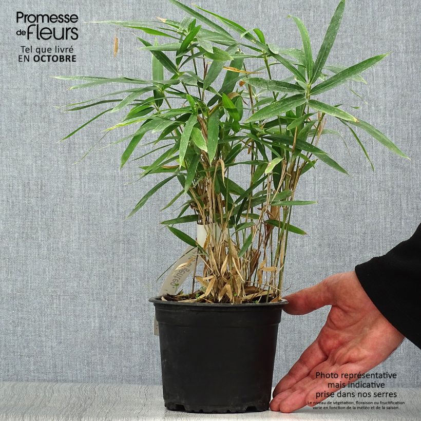 Pleioblastus argenteostriatus Pumilus - Dwarf Bamboo 1L/1.5L pot sample as delivered in autumn