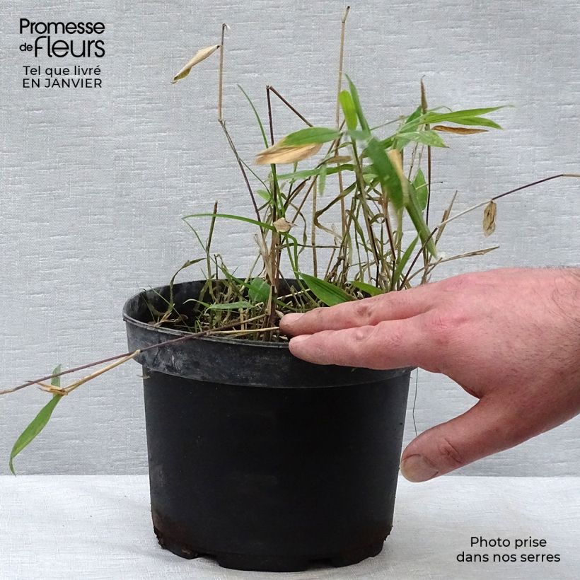 Pleioblastus auricomus - Dwarf Bamboo 1L/1.5L pot sample as delivered in winter