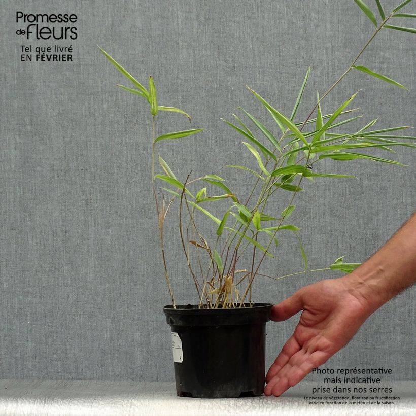Pleioblastus auricomus - Dwarf Bamboo 1L/1.5L pot sample as delivered in autumn