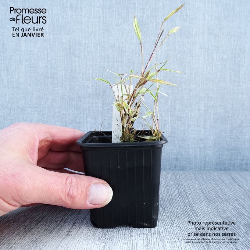 Pleioblastus chino Elegantissimus - Dwarf Bamboo 8/9 cm pot sample as delivered in winter