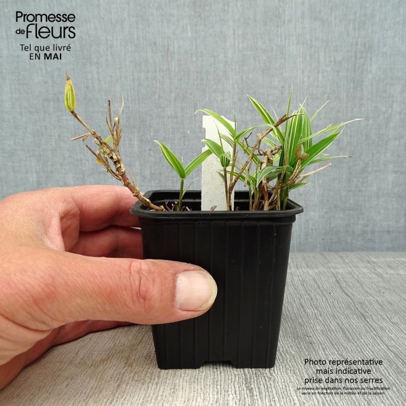 Pleioblastus chino Elegantissimus - Dwarf Bamboo 8/9 cm pot sample as delivered in spring