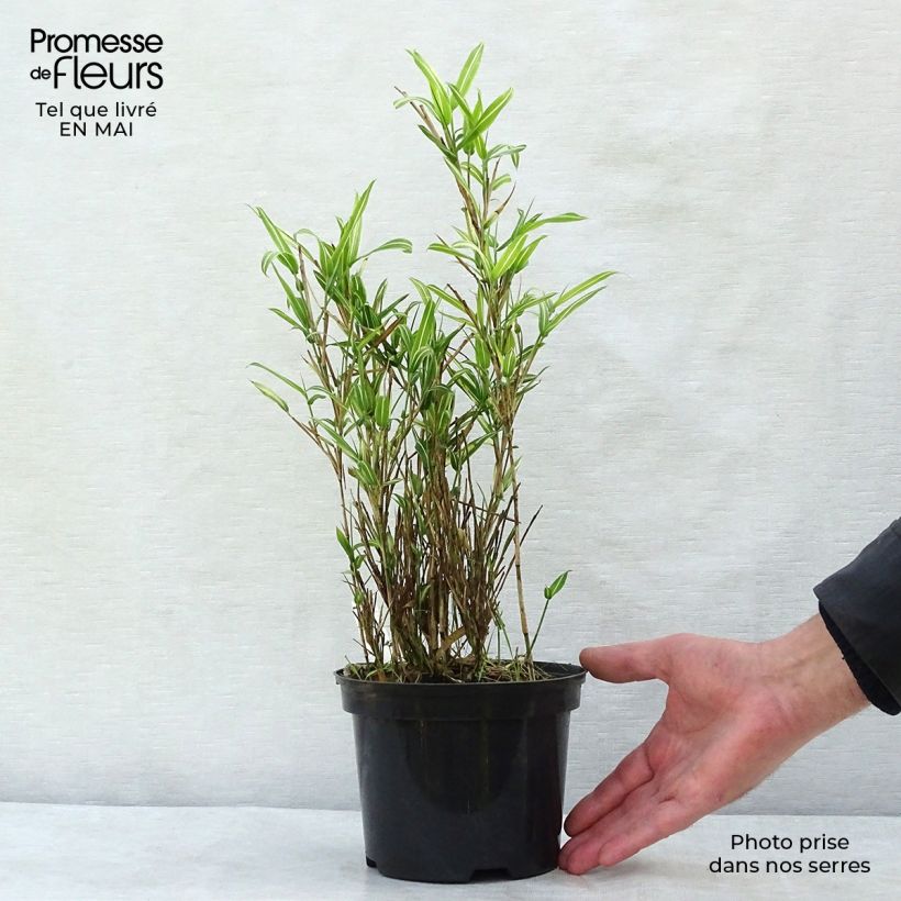 Pleioblastus fortunei Variegatus - Dwarf Bamboo 1L/1.5L pot sample as delivered in spring
