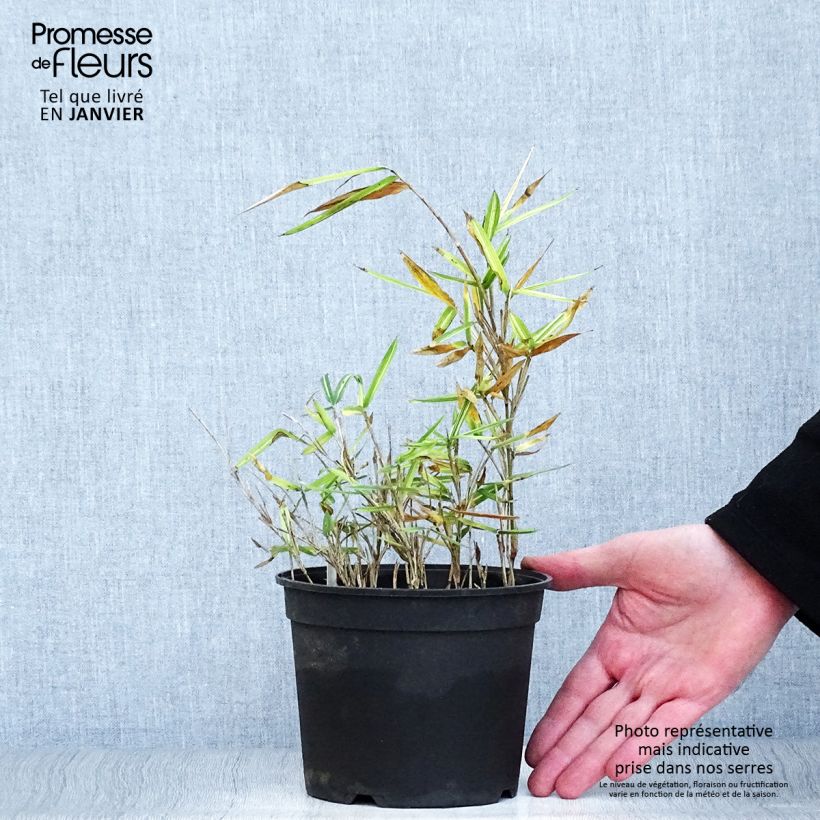 Pleioblastus fortunei Variegatus - Dwarf Bamboo 1L/1.5L pot sample as delivered in winter