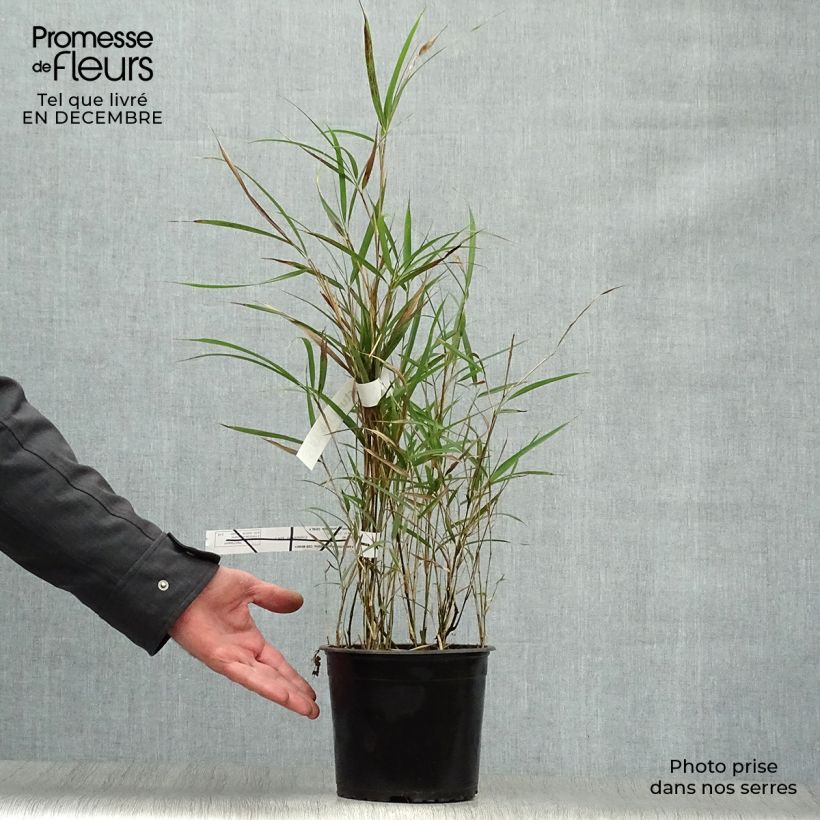 Pleioblastus linearis 2L/3L pot sample as delivered in winter