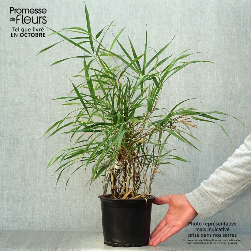 Pleioblastus linearis 2L/3L pot sample as delivered in autumn