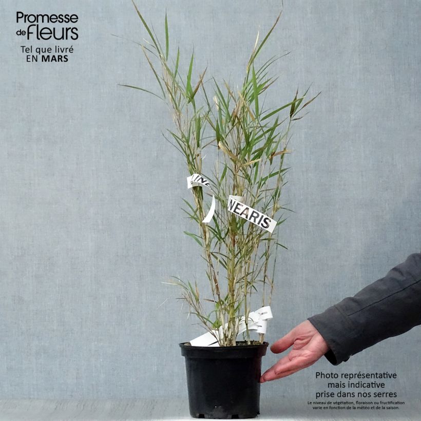 Pleioblastus linearis 2L/3L pot sample as delivered in spring