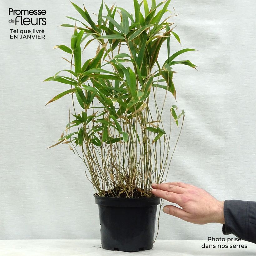 Pleioblastus pygmaeus - Dwarf Bamboo 1L/1.5L pot sample as delivered in winter