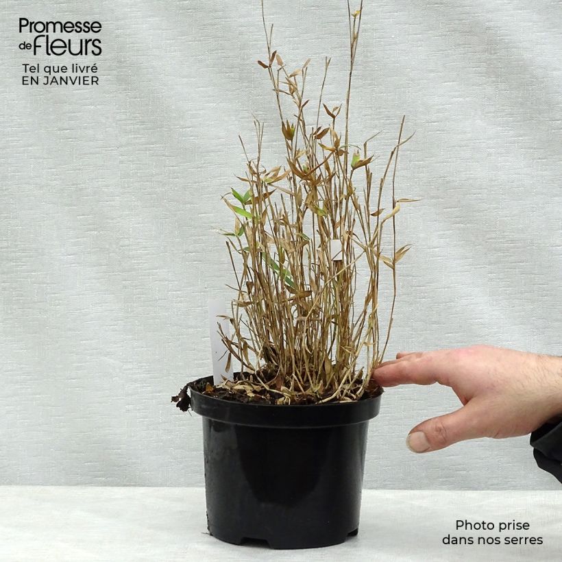 Pleioblastus pygmaeus Distichus - Dwarf Bamboo 1L/1.5L pot sample as delivered in winter