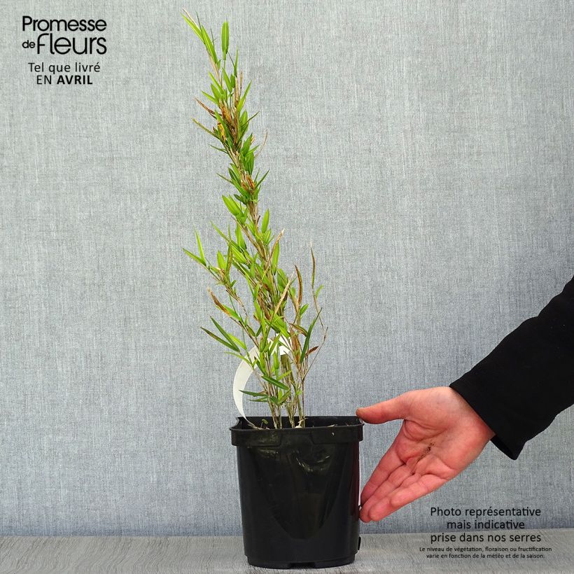 Pleioblastus shibuyanus Tsuboï - Dwarf Bamboo 1.5L/2L pot sample as delivered in spring