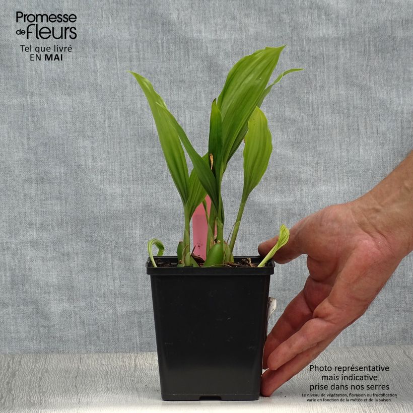 Pleione Glacier Peak 1L/1.5L pot sample as delivered in spring