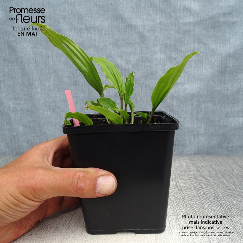 Pleione Tongariro 1L/1.5L pot sample as delivered in spring