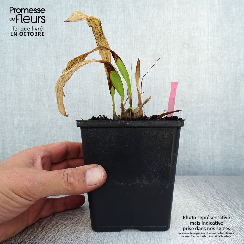 Pleione formosana bulbs 1L/1.5L pot sample as delivered in autumn