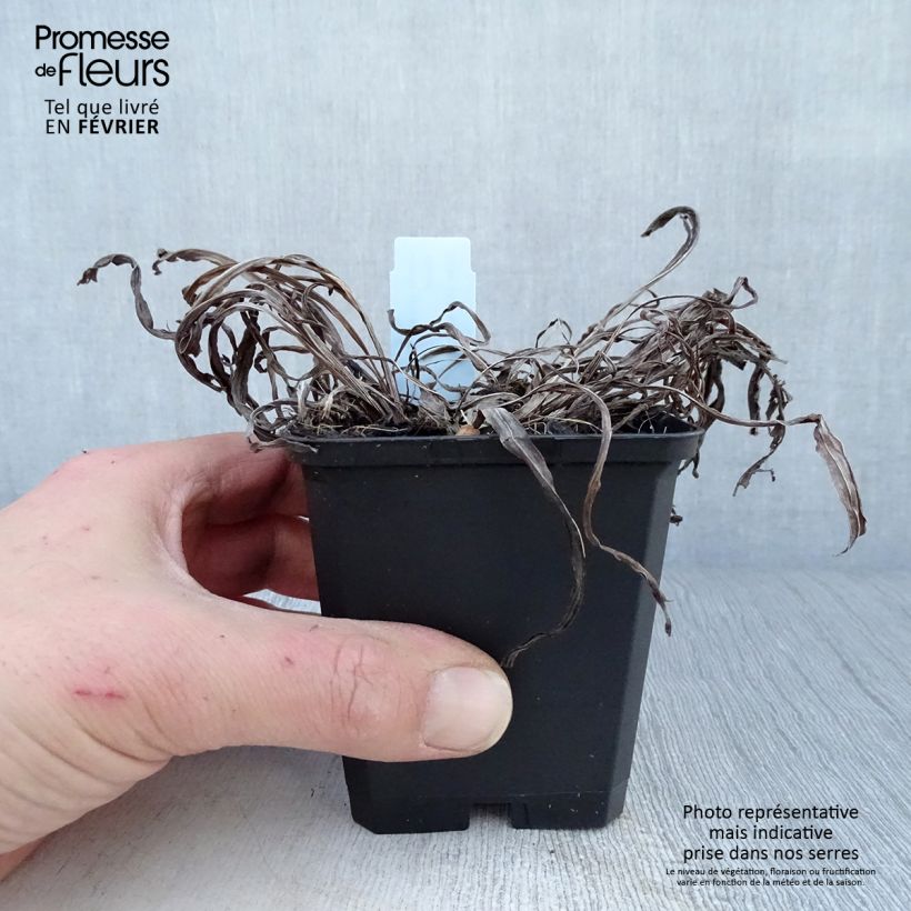 Liatris spicata Floristan Violet 8/9 cm pot sample as delivered in winter