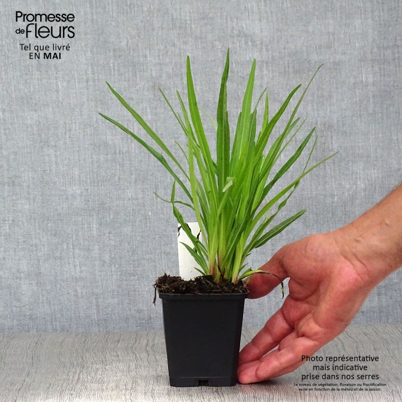 Liatris spicata Floristan Violet 8/9 cm pot sample as delivered in spring