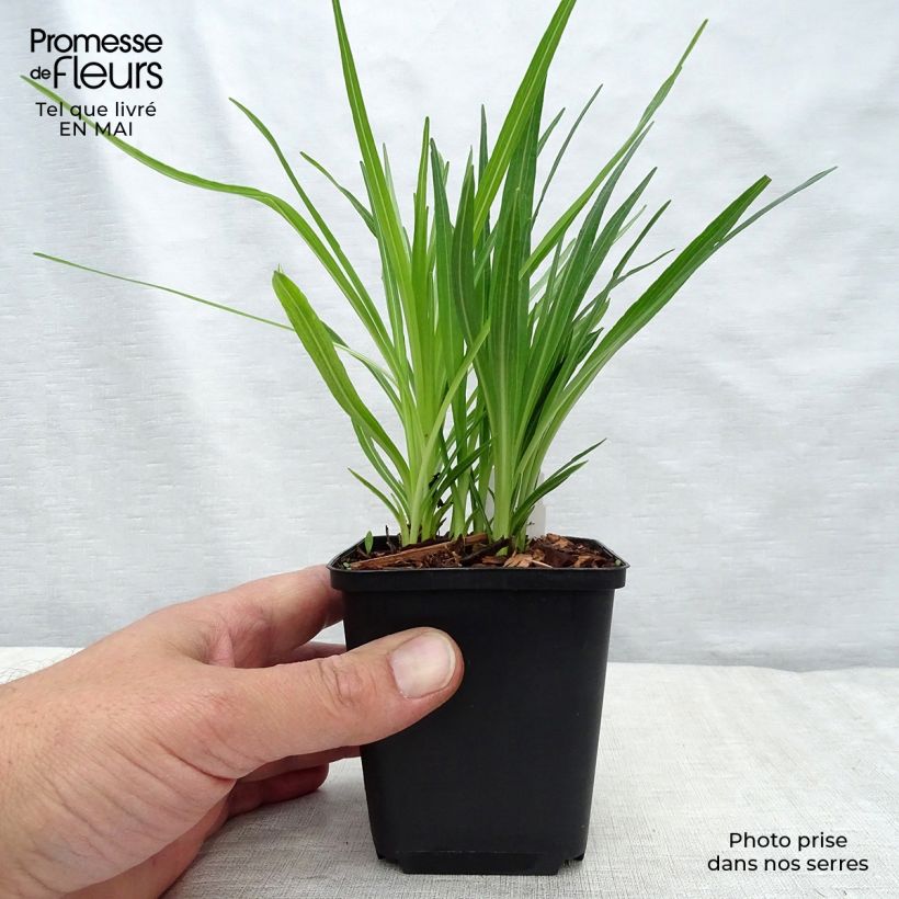 Liatris spicata Floristan White - Dense Blazing star 8/9 cm pot sample as delivered in spring
