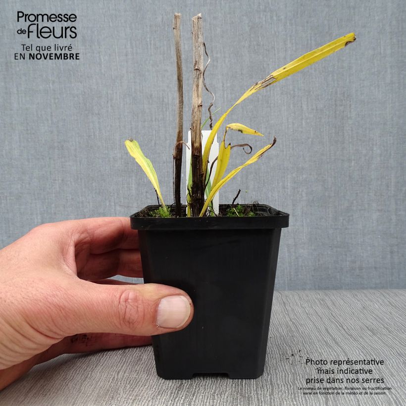 Liatris spicata Floristan White - Dense Blazing star 8/9 cm pot sample as delivered in autumn