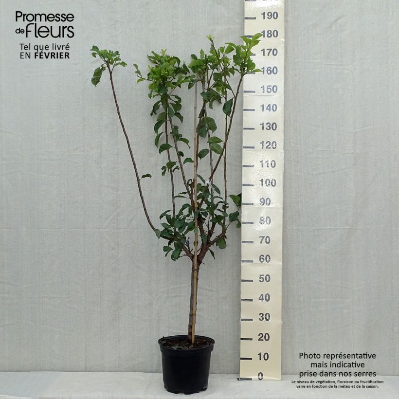 Pluot Flavor Supreme - Plumcot 7.5L/10L pot, Goblet sample as delivered in autumn