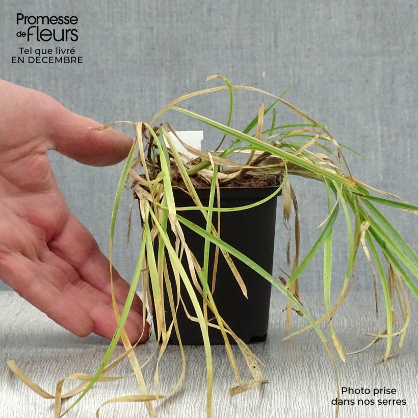 Poa chaixii 8/9 cm pot sample as delivered in winter
