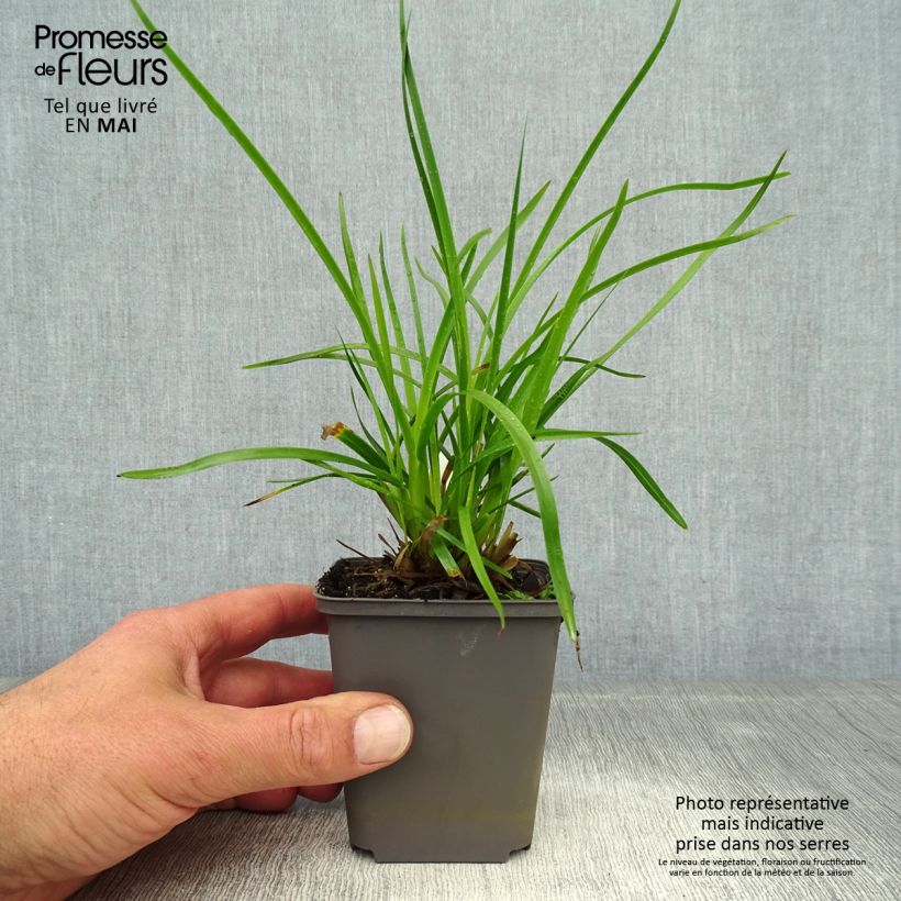 Poa chaixii 8/9 cm pot sample as delivered in spring