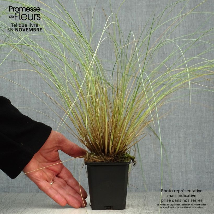 Poa labillardieri 8/9 cm pot sample as delivered in autumn