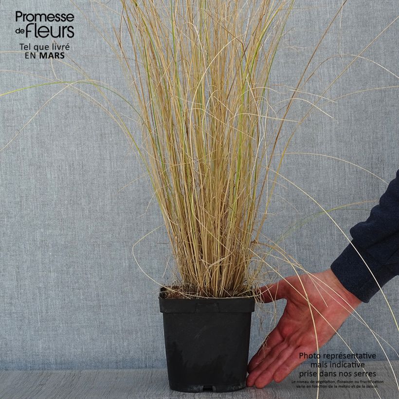 Poa labillardieri 2L/3L pot sample as delivered in winter