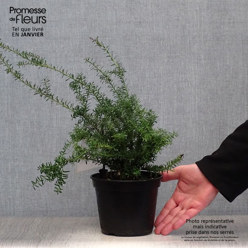 Podocarpus lawrencii Blue Gem 2L/3L pot sample as delivered in winter