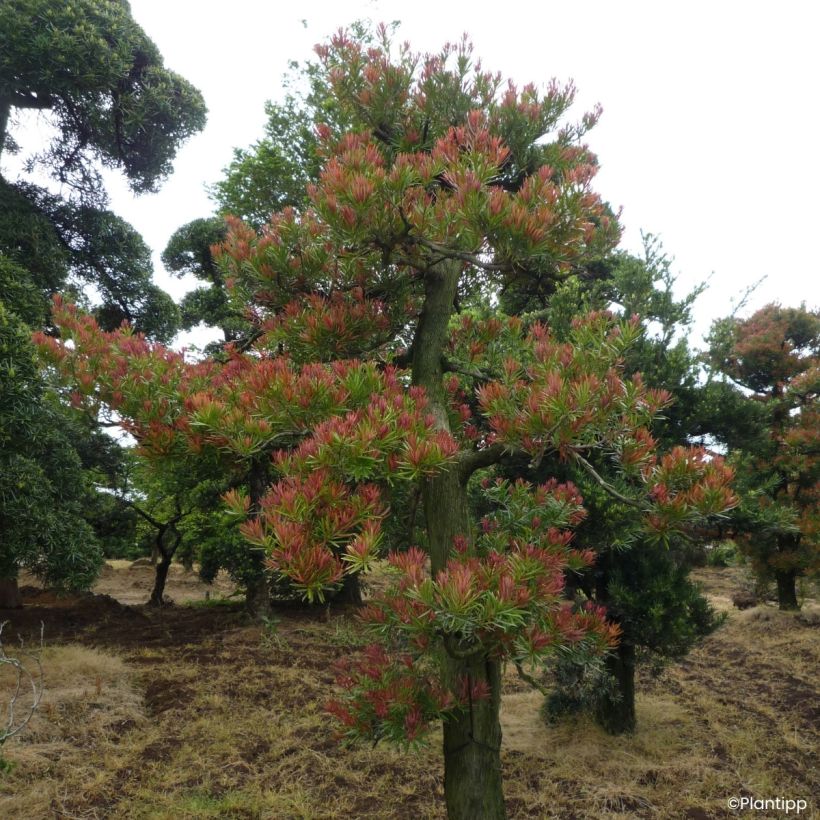 Podocarpus macrophyllus Mood Ring - Buddhist pine (Plant habit)