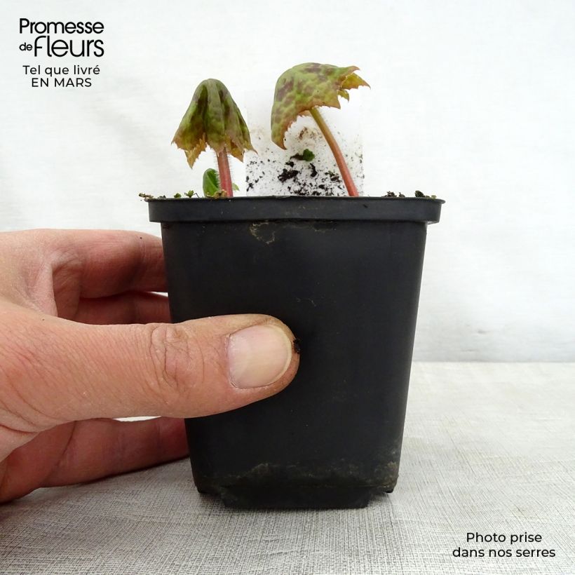Podophyllum Spotty Dotty 8/9 cm pot sample as delivered in spring