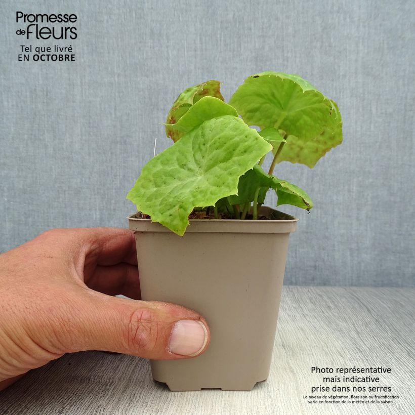 Podophyllum Spotty Dotty 8/9 cm pot sample as delivered in autumn