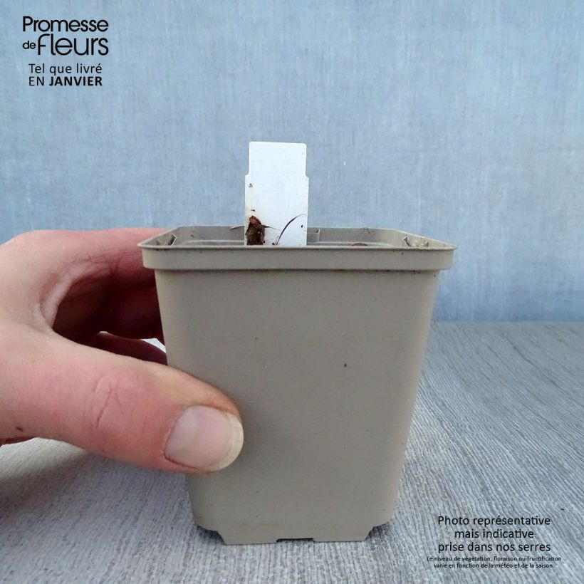 Podophyllum Spotty Dotty 8/9 cm pot sample as delivered in winter