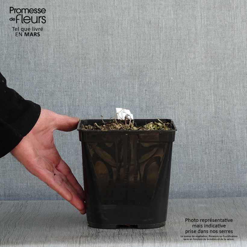 Podophyllum Spotty Dotty 3L/4L pot sample as delivered in winter