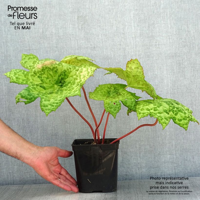 Podophyllum Spotty Dotty 3L/4L pot sample as delivered in spring