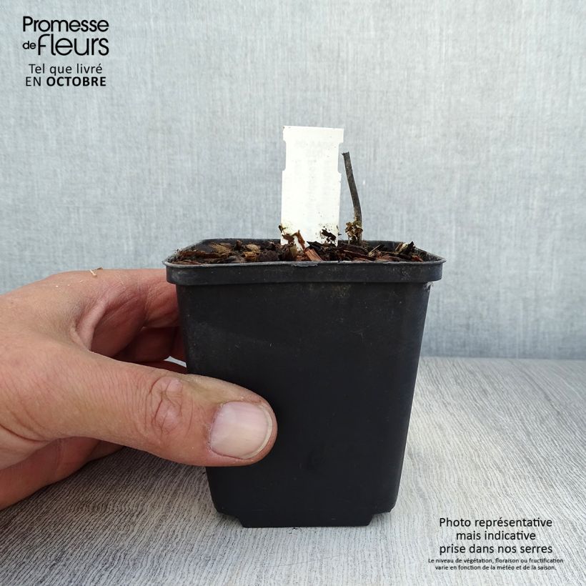 Podophyllum hexandrum 8/9 cm pot sample as delivered in autumn