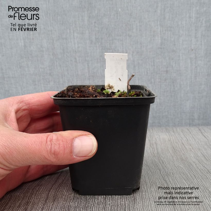 Podophyllum hexandrum 8/9 cm pot sample as delivered in winter