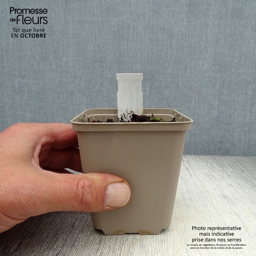Podophyllum peltatum 8/9 cm pot sample as delivered in autumn