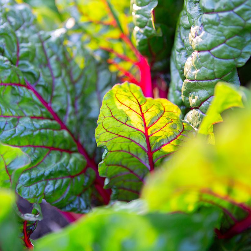 Fireworks Swiss Chard - Beta vulgaris subsp. cicla  (Foliage)