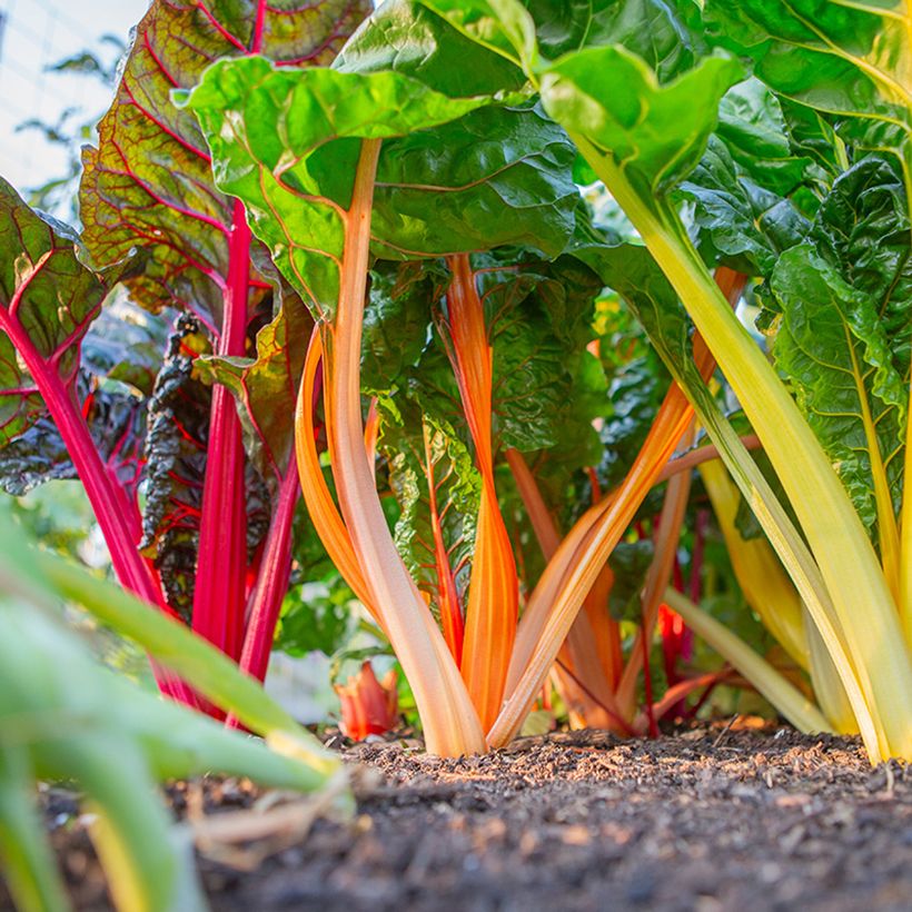 Fireworks Swiss Chard - Beta vulgaris subsp. cicla  (Plant habit)