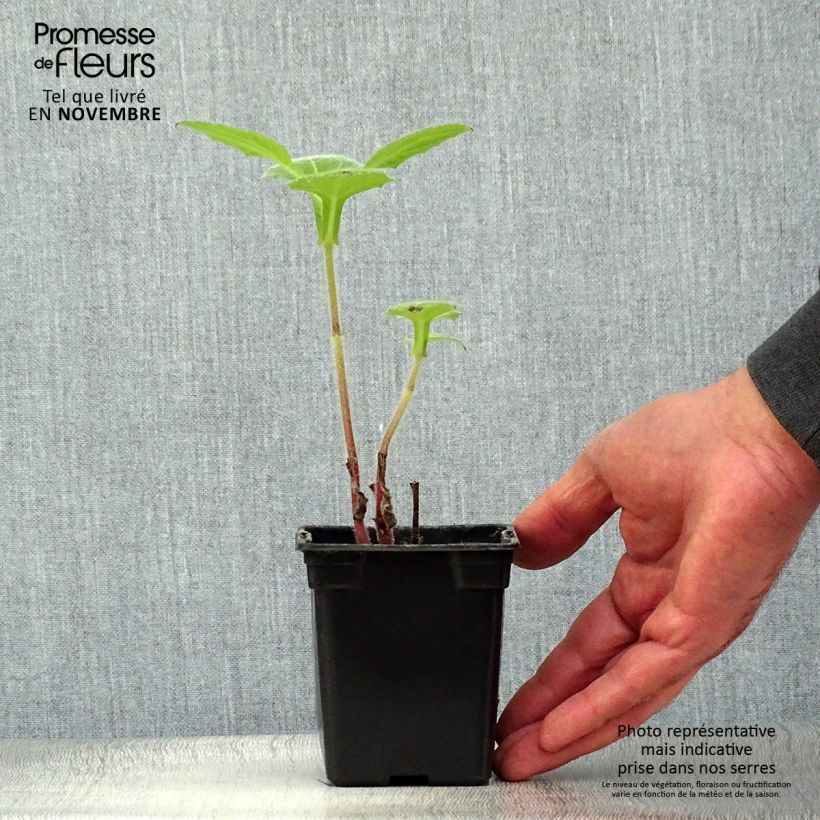 Smallanthus sonchifolius - Organic Earth Pear 8/9 cm pot sample as delivered in autumn