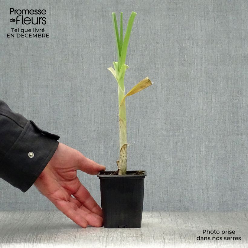 Organic Perpetual Leek - Allium ampeloprasum 7/8 cm pot sample as delivered in winter