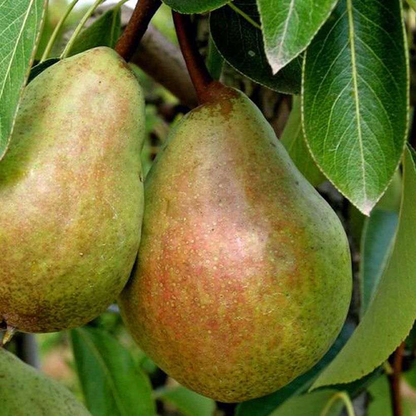 Pyrus communis Beurré Clairgeau - Pear Tree (Harvest)