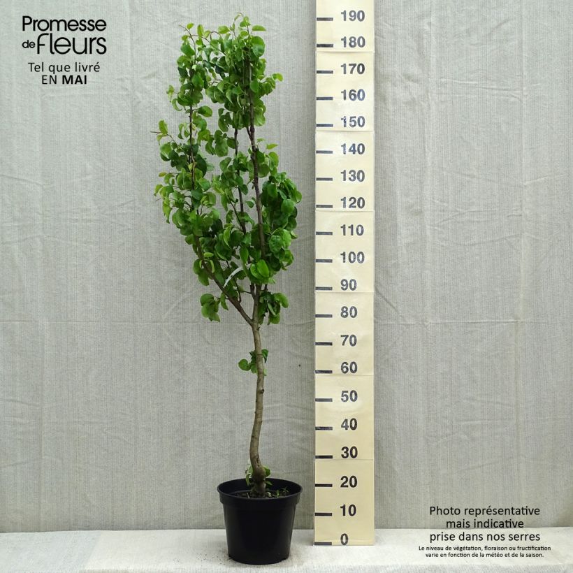 Pyrus communis Beurré Giffard - Pear Tree 7.5L/10L pot, Goblet sample as delivered in spring